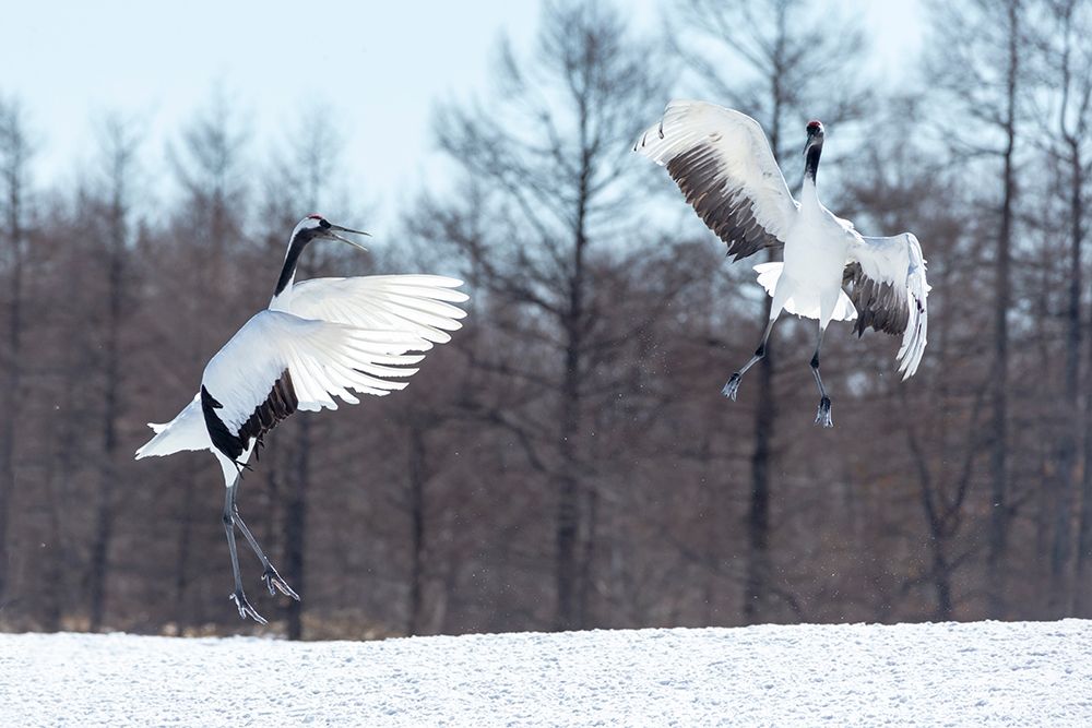 Japan-Hokkaido-Tsuri-Ito-Tancho Sanctuary Two red-crowned cranes jump high in the air art print by Ellen Goff for $57.95 CAD